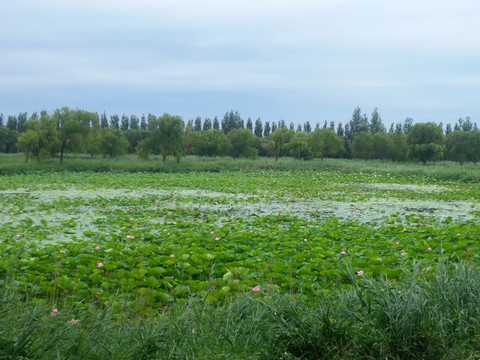 莲花池