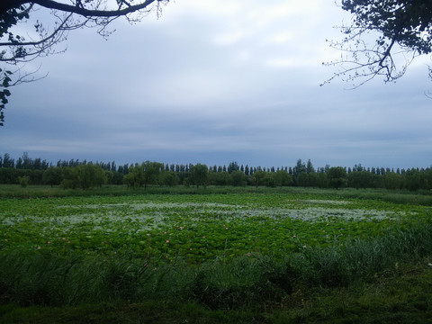 莲花池