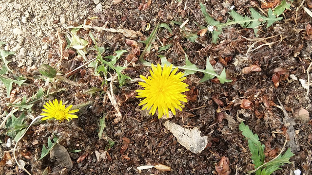 野花