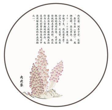 肉蓯蓉