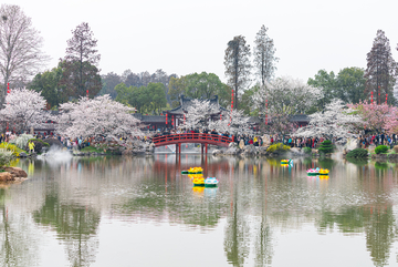 武汉东湖樱花园