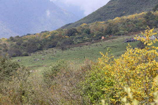 高山草场