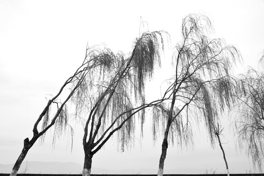 柳树黑白照片