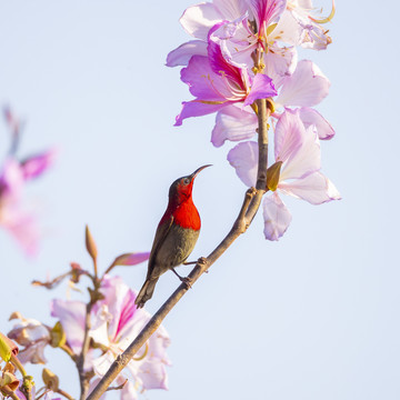 花鸟