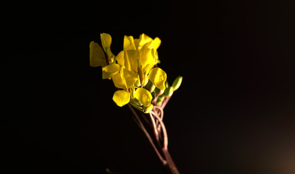 红菜苔花