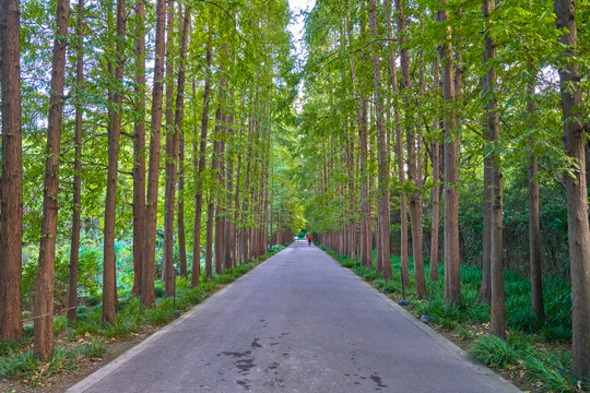 水杉林荫路