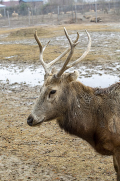 大丰麋鹿国家级自然保护区