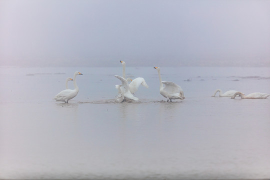 辽宁朝阳白石水库冰雪天鹅442