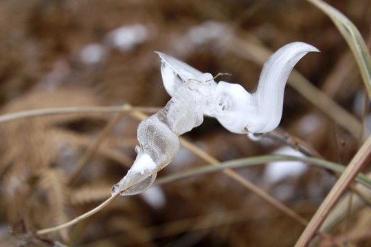 冰雪花