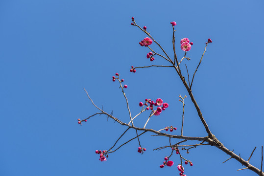 蓝天红花