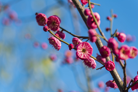 梅花