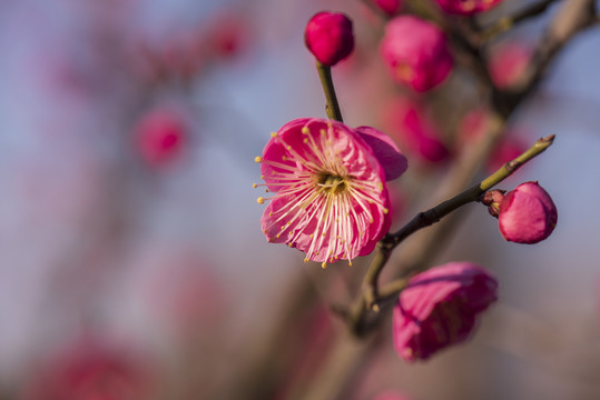 梅花