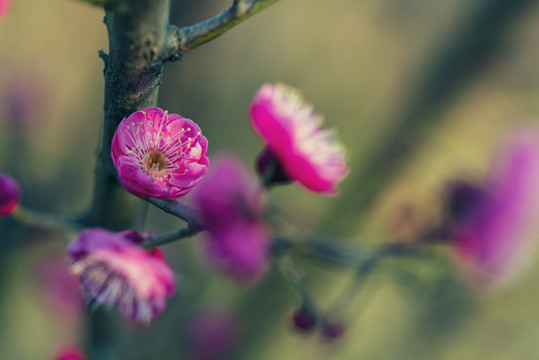 梅花