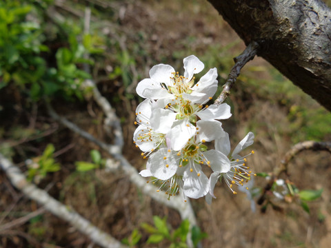 李花