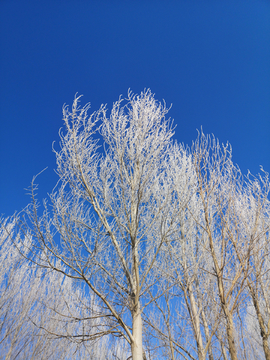 树枝树挂雪冬季