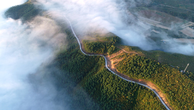 晨雾中的林区公路