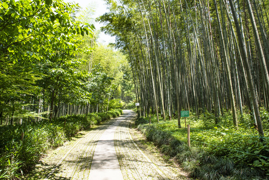 竹林小径