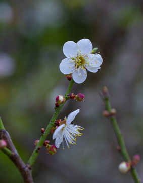 梅花