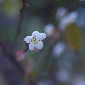 梅花