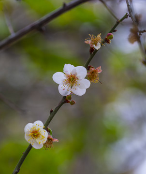 梅花