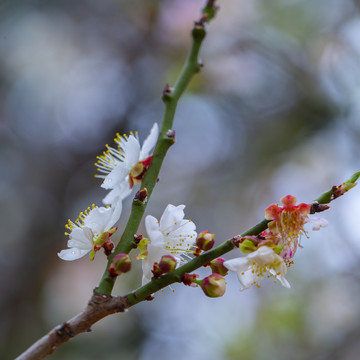 梅花