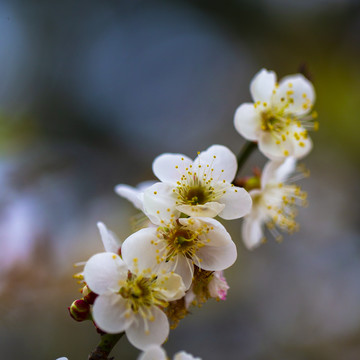 梅花绽放