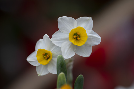 水仙花