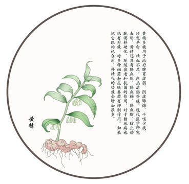 黃精