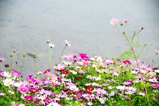 格桑花