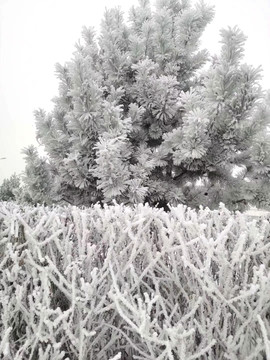 雪景