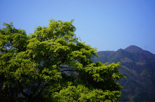 云南普洱茶茶山