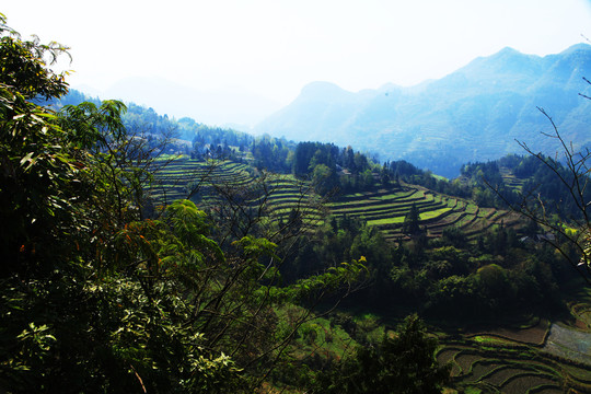 云南普洱茶茶山