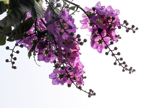 大叶紫薇花