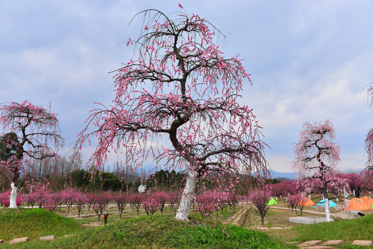 梅花树造型