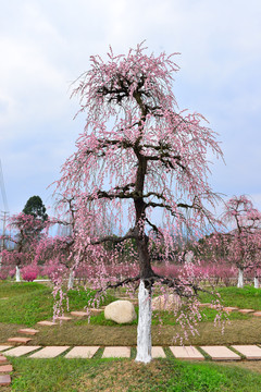 梅花树