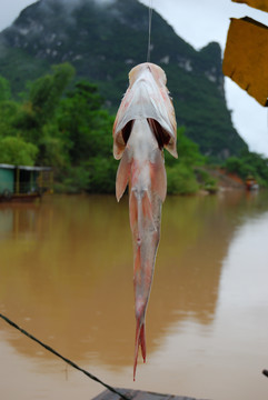 河鱼