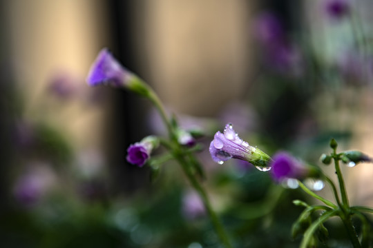 幸运草的花