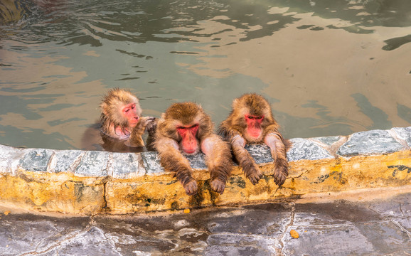 日本北海道函馆泡温泉的猴子