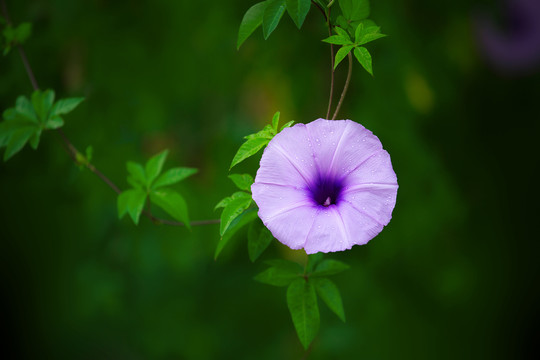 牵牛花