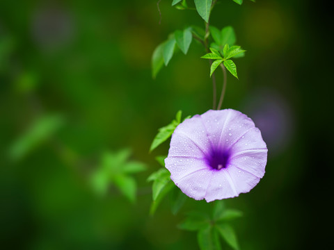 牵牛花