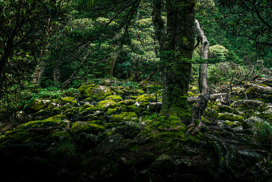 森林素材森林风景