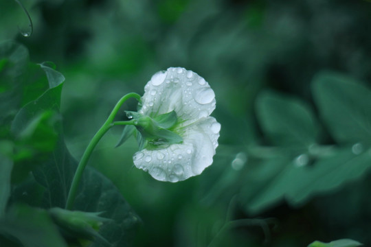 春雨