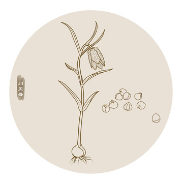 線描川貝母