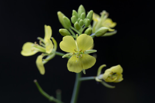 菜花