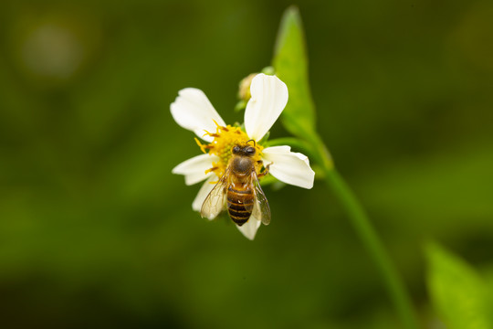 蜜蜂