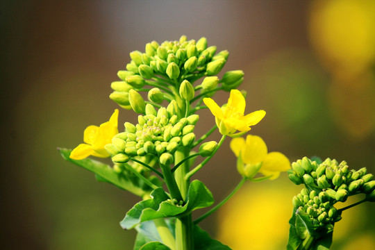 油菜花