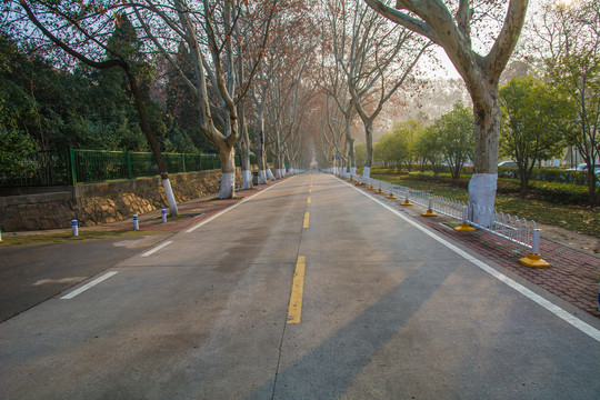 大学马路