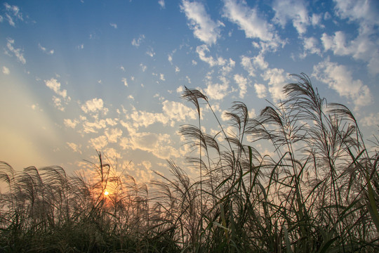 芦花夕照