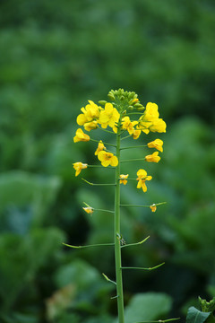 油菜花