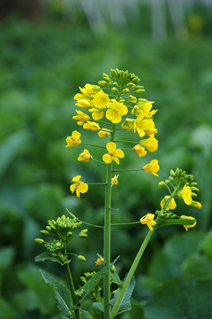 油菜花